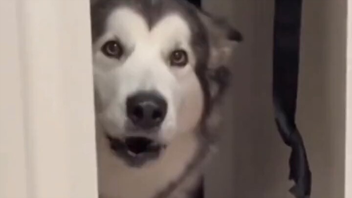 Saya telah berhasil berkomunikasi tanpa hambatan dengan anjing jenis Siberian Husky.