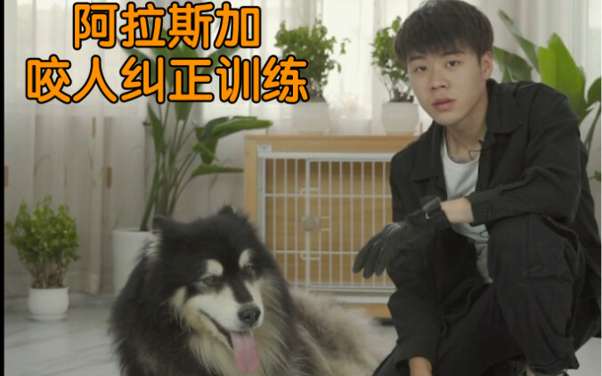 Through three obedience training sessions, we’re continuing to chip away at Alaska Mili’s confidence