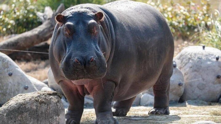 Hippos live with constant inconvenience every day; without any natural predators, they are their own
