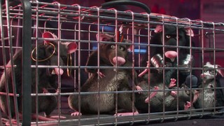 [Lồng Tiếng] Bầy Tùy Tùng Vui Nhộn 2020