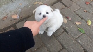 Chú chó đất nhỏ nhảy nhót ở nhà bà