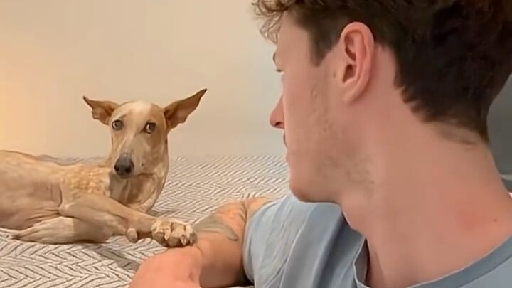 When the dog hears the word "Walk"