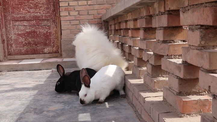 How Dogs Recognize Rabbits When They Meet One