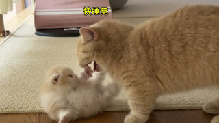 母爱如山——猫妈妈和猫宝宝的极限拉扯