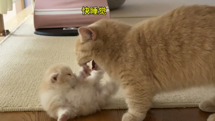 母爱如山——猫妈妈和猫宝宝的极限拉扯
