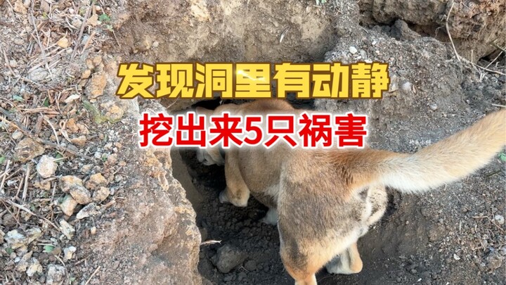 Dahuang sensed movement in an earth burrow, dug a deep pit, and wiped out all five pests inside.
