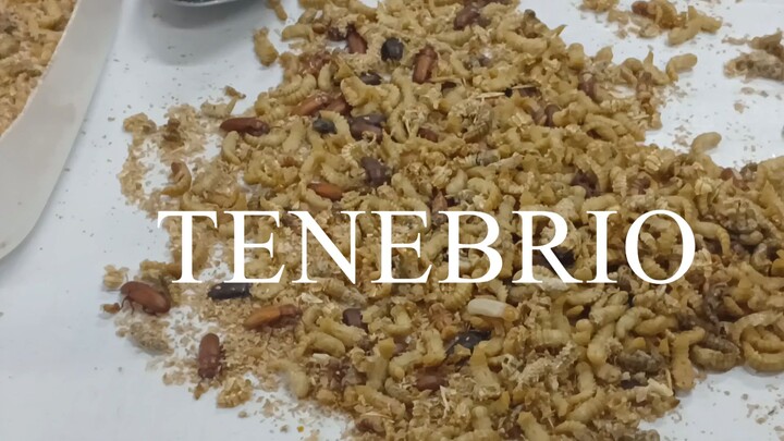 TENEBRIO
