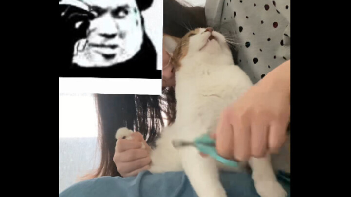 Someone said they want to see how I hold a cat by the scruff of its neck while trimming its claws.