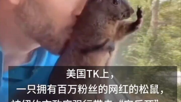 A millionaire-fan squirrel owned by a U.S. TikTok influencer was forcibly taken away and “euthanized