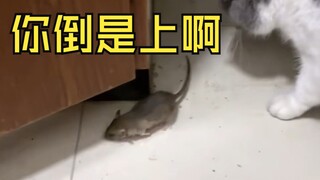 猫：这是我好哥们杰瑞，你想干啥？？？