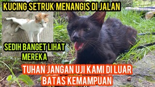 Astagfirullah Kucing Kesakitan Jalan Ngesot Dan Kucing Setruk Minta Tolong Di Jalan