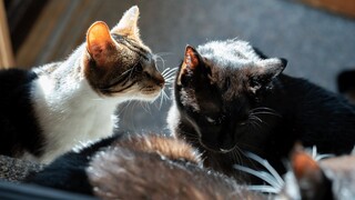 4 Cats Grooming in the Sun.
