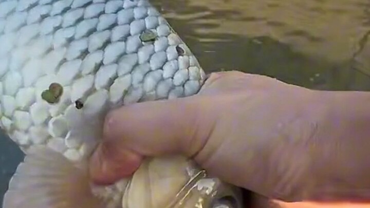 Nebang ikan besar di samping kapal besar di jembatan besar!