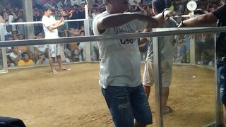 3cock derby 2nd fight win