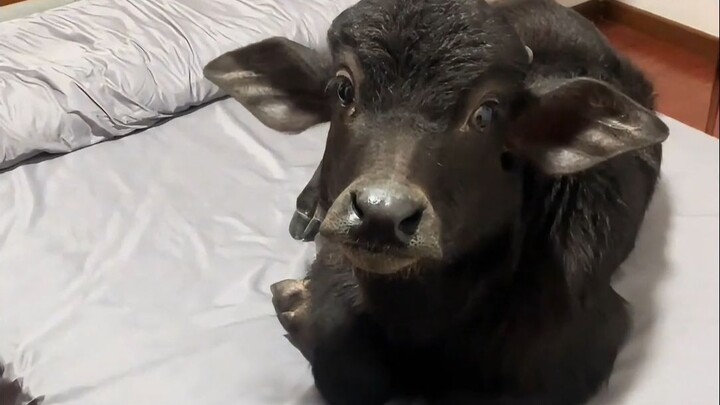 Kalau nggak ngomong soal ukuran tubuh, kerbau bisa jadi hewan peliharaan yang sangat baik.