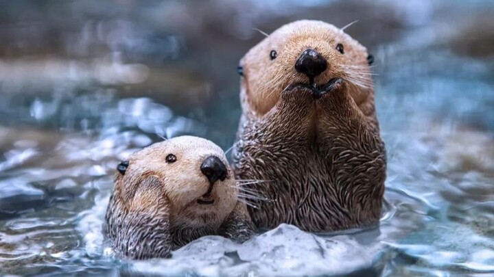 Sea Otter: "I eat more seafood than you eat salt"