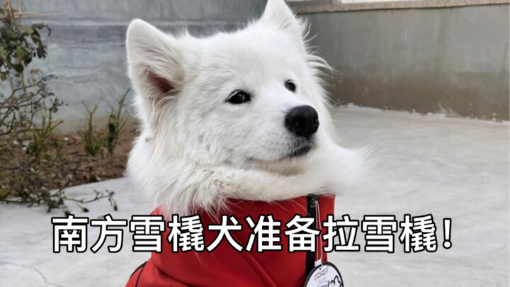 南方人带雪橇犬来北方农村买房之【终于降温】装修进度飞快的！