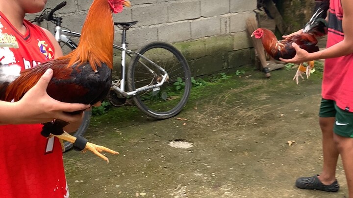 6 months pure sweater vs 8 months sweater kelso