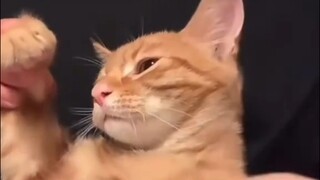 Kucing Oyen