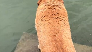 Quái thú mắt vàng nước xanh?