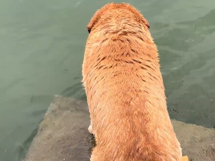 Quái thú mắt vàng nước xanh?