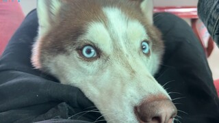 Husky: You won't even touch this? Have you been clean from drugs or something?