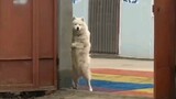 Heartwarming and funny doggie moments compilation