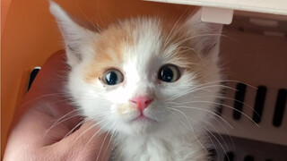 Kidnapping instead of buying—exchange a child for a cat treat, and selling out your brother's kitten