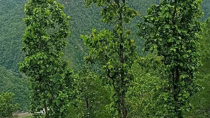 Beautiful mountain view #mountainview #beautifulview #shorts #vlog #short