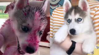 Husky pertama kali mandi, sangat menyusahkan pemiliknya