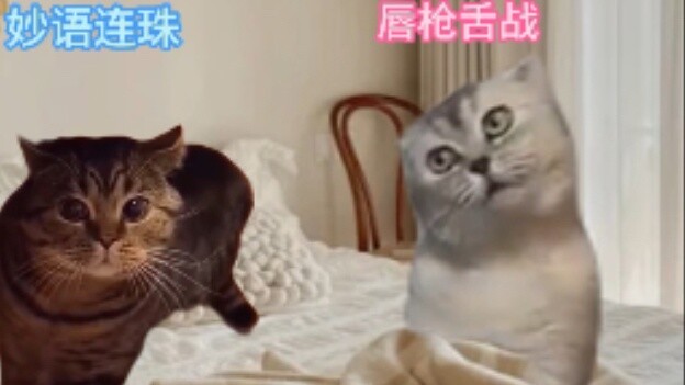 The difference between cat lovers' quarrels at different times