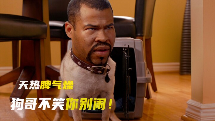 "Black Brothers": It's hot and tempers flare—Brother Dog won't laugh at you, so don't mess around!