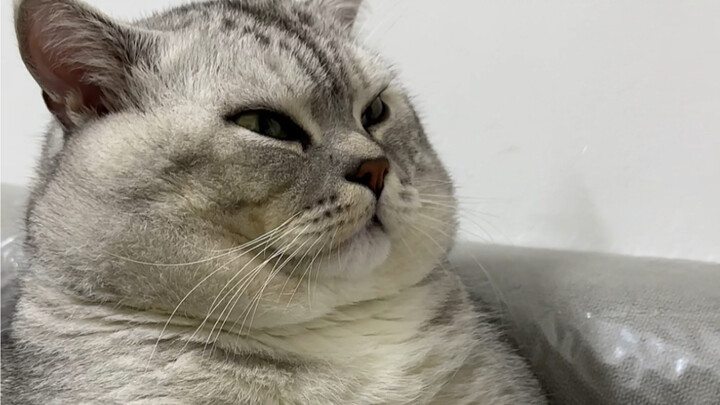 Đại Tráng hắt hơi một cái.