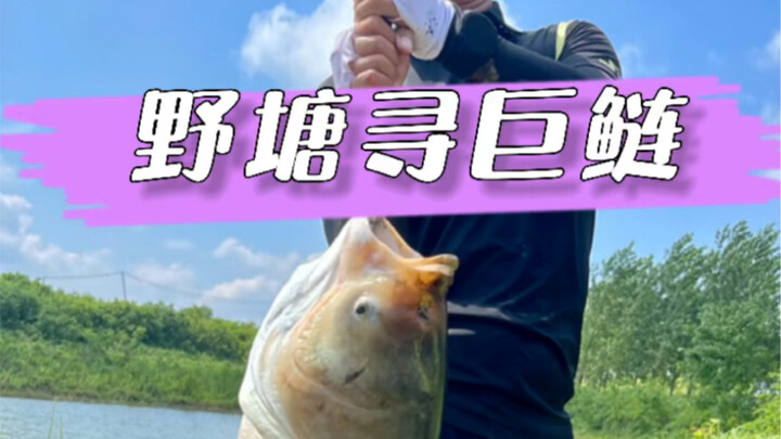 Searching for Giant Carp in a Wild Pond