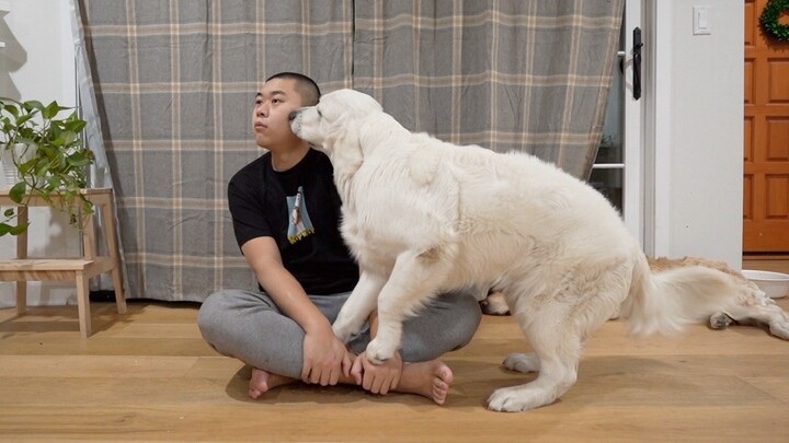 Deliberately ignoring a little Golden Retriever! So hurtful yet so hilarious!