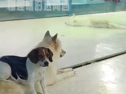 แม่หมากับลูกหมาป่า