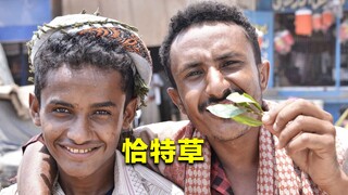 一棵草毁掉一个国家，让也门瘫痪的恰特草，到底有多可怕？