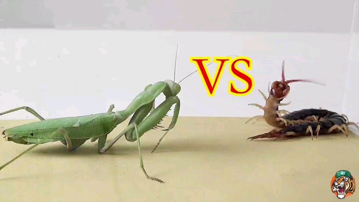 Amazing! Mantis Boxing Matches Its Fame!