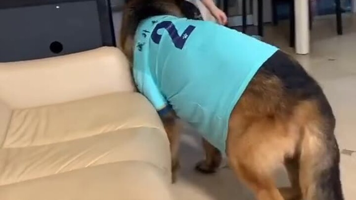 粉丝量今天终于破百万了。感谢大家一直以来的支持，爱你们！🤣🤣#主人回应忘带钥匙求助狗子开门