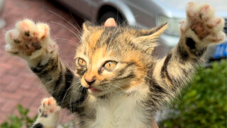 Priest vs. Lion Cat at the Cat Academy: Clever Strategy Breaks Zero, but Butterfingers' Teacher Stil