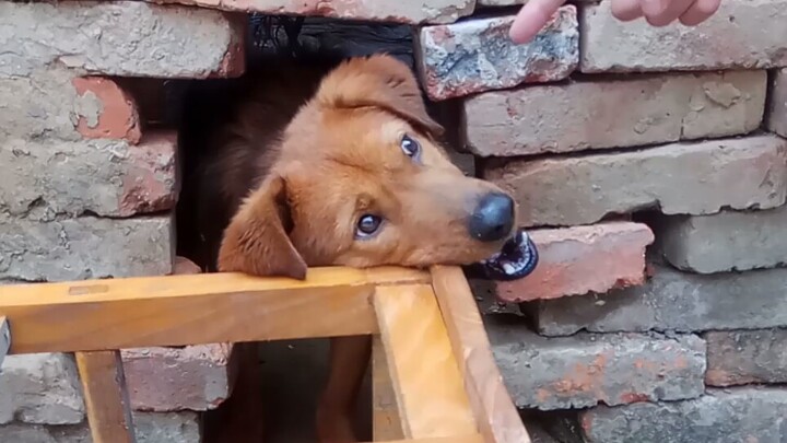 Stool gnawing