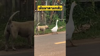 *ดูรวมคลิปเต็มกดลิงค์ข้างบน* เมียมาตามกลับบ้าน #คลิปตลก #funny #reels