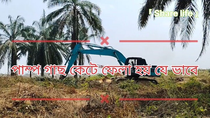 পাম্প গাছ যে ভাবে কেটে ফেলা হয়।