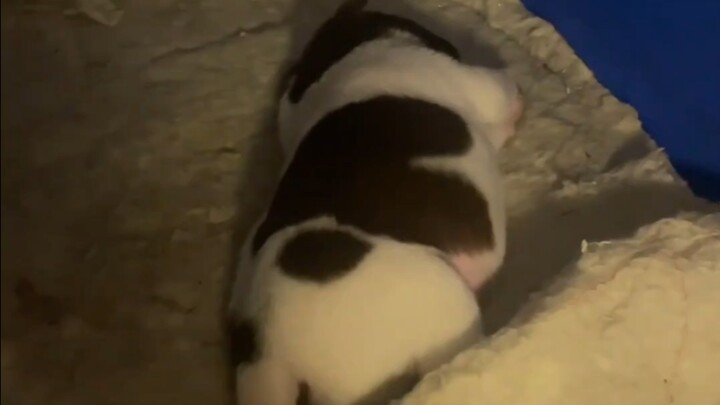 That chubby little dog just sleeps all day—it’s so darn adorable!