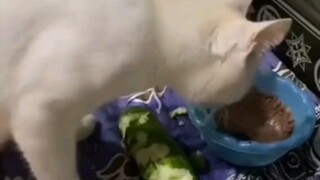 القط: قضمة من الخضار و قضمة من الأرز