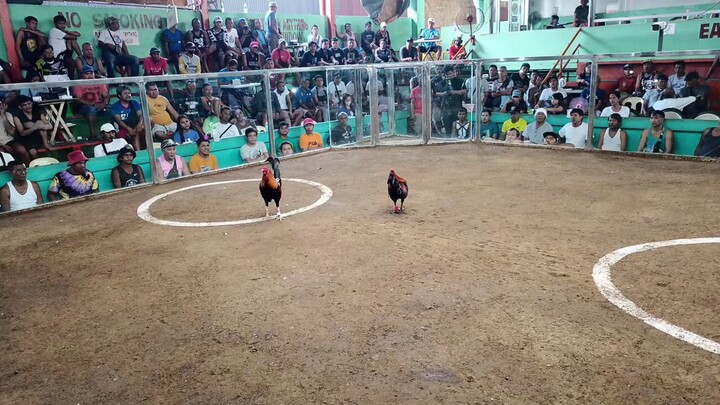 RDG Double Black in Action 2nd fyt