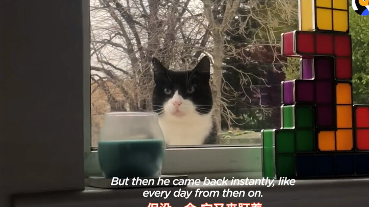 The young man had just moved to a new place and hadn't lived there for long when a cat started stari