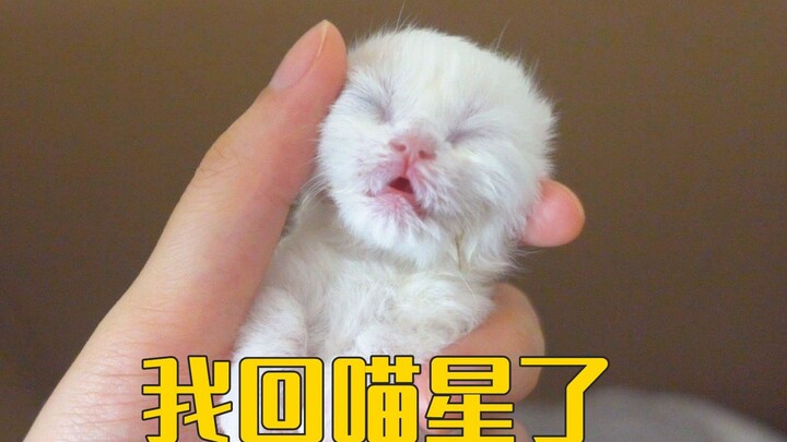 Video cuối cùng về chú mèo con, cuộc đời của nó chỉ còn ngắn ngủi 5 ngày!