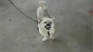 Dog: It’s okay, it’s okay, I was just barking for fun