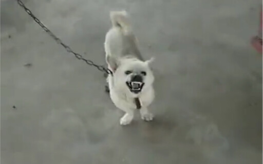 狗：没事没事 我只是叫着玩的